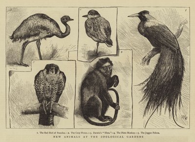 Nouveaux Animaux aux Jardins Zoologiques - Harry Hamilton Johnston