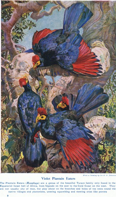 Mangeurs de bananes violettes, illustration de 
