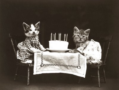 Série Kitties : Fête d