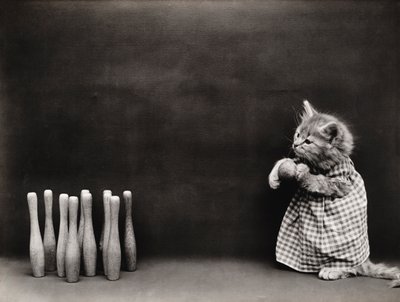 Série des chatons : Bowling, vers 1914 (tirage argentique) - Harry Whittier Frees