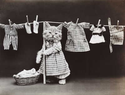Série des chatons : Séchage du linge, vers 1914 (tirage argentique) - Harry Whittier Frees