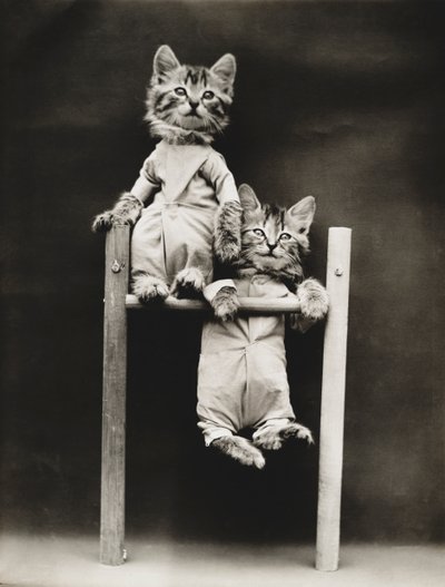 Série des chatons : Excercising, c.1914 (épreuve argentique) - Harry Whittier Frees