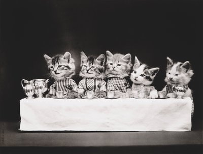 Série des chatons : Cène, vers 1914 (tirage argentique) - Harry Whittier Frees