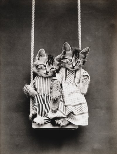 Série des chatons : Sur une balançoire, vers 1914 (tirage argentique) - Harry Whittier Frees