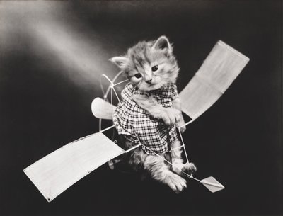 Série des chatons : Pilote en avion, c.1914 (tirage argentique) - Harry Whittier Frees