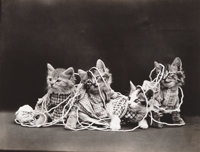 Série des chatons : Tangled in Yarn, c.1914 (tirage argentique) - Harry Whittier Frees