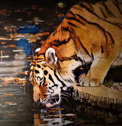 Tigre - HaskellArt