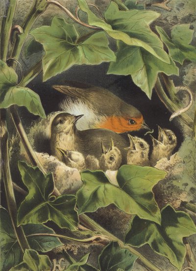 Rouge-gorge, nourrissant les petits - Hector Giacomelli