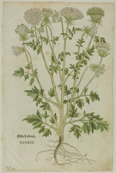 Feuille du Nouveau Kreuterbuch par Leonhart Fuchs, planche 97 de Gravures sur bois des livres du XVIe siècle - Heinrich Füllmaurer