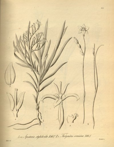 Apostasia wallichii (comme Apostasia stylidioides) - Thelymitra cornicina - Heinrich Gustav Reichenbach