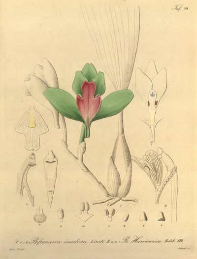 Bifrenaria inodora + harrisoniae - Heinrich Gustav Reichenbach