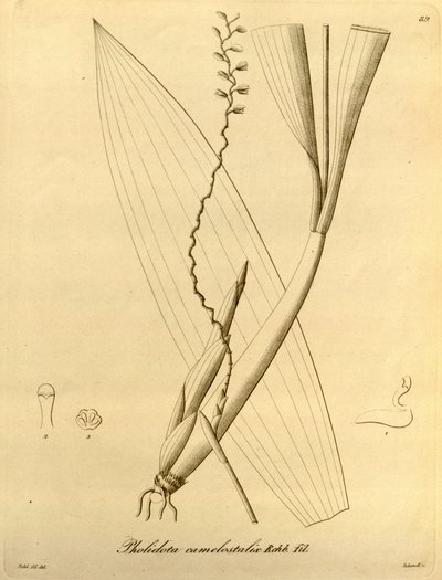 Illustration de Pholidota camelostalix - Heinrich Gustav Reichenbach