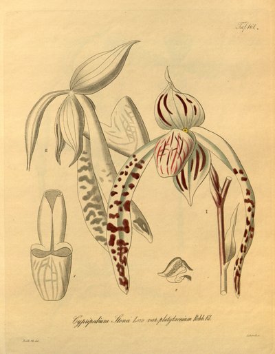 Ce fichier provient de la Bibliothèque du patrimoine de la biodiversité, et est disponible en ligne sur biodiversitylibrary.org/page/698357 - Heinrich Gustav Reichenbach