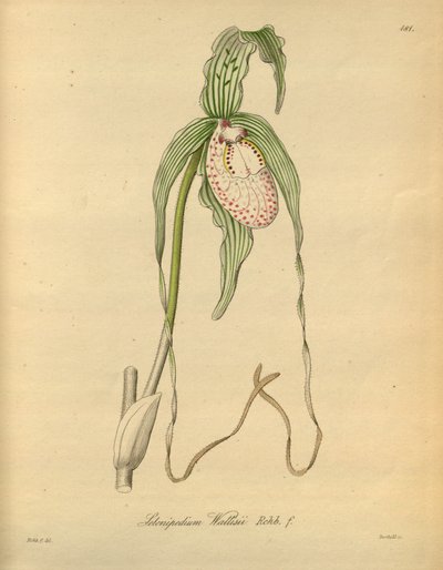 Ce fichier provient de la Bibliothèque du patrimoine de la biodiversité, et est disponible en ligne sur biodiversitylibrary.org/page/698377 - Heinrich Gustav Reichenbach
