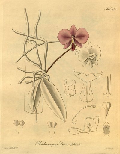 Ce fichier provient de la Bibliothèque du patrimoine de la biodiversité, et est disponible en ligne sur biodiversitylibrary.org/page/698347 - Heinrich Gustav Reichenbach