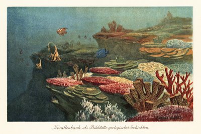 Récifs coralliens anciens au fond de l