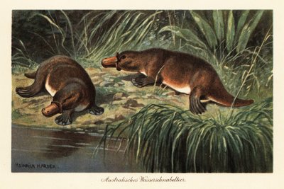 Ornithorynque, Ornithorhynchus anatinus, sur une berge - Heinrich Harder