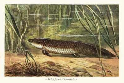 Ceratodus latissimus éteint parmi les roseaux au fond de l