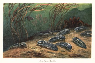 Trilobites éteints sur le fond de l