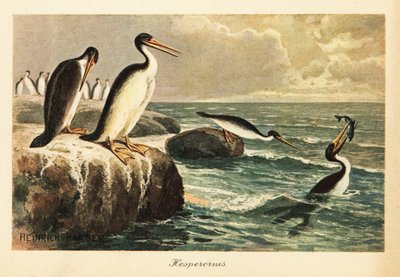 Hesperornis regalis, oiseau éteint incapable de voler, Crétacé - Heinrich Harder