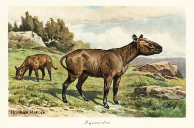 Hyracodon, genre éteint de mammifère ressemblant à un poney, Oligocène - Heinrich Harder