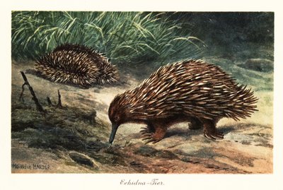 Échidné à bec court, Tachyglossus aculeatus, cherchant de la nourriture - Heinrich Harder