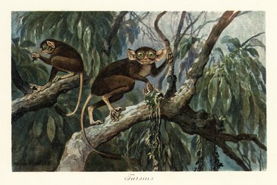 Tarsius, genre de primates haplorrhiniens de tarsiers, 1908 - Heinrich Harder