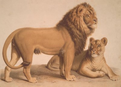 Le Lion / Felis Leo - Heinrich Leutemann