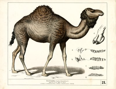 - Heinrich Leutemann