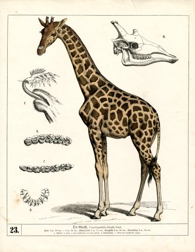  - Heinrich Leutemann