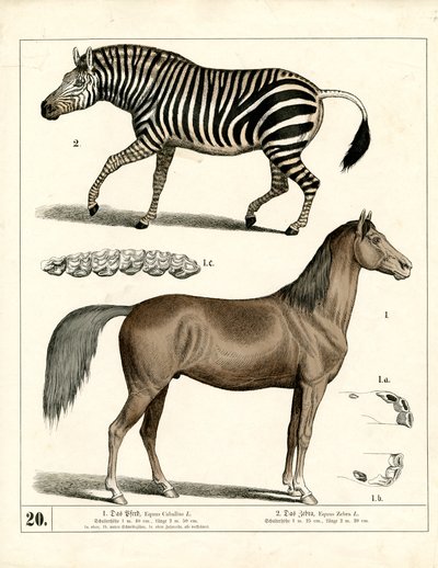  - Heinrich Leutemann