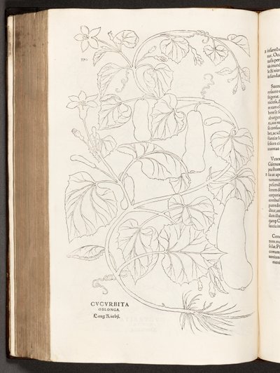 Courgette, illustration de De historia stirpium commentarii insignes par Leonhart Fuchs, 1542 - Heinrich and Meyer, Albert Fullmaurer