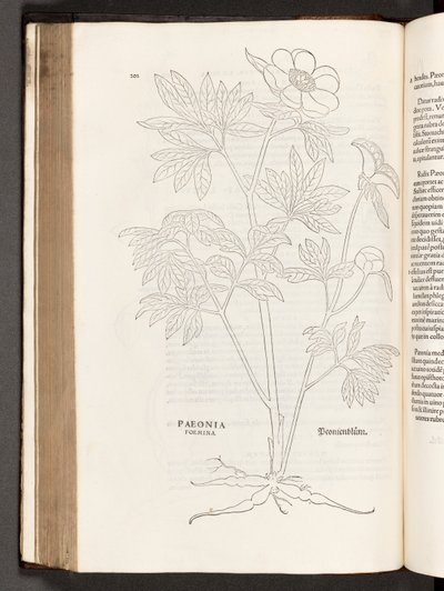 Pivoine, illustration de De historia stirpium commentarii insignes par Leonhart Fuchs, 1542 - Heinrich and Meyer, Albert Fullmaurer