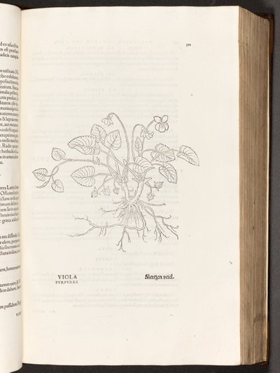 Violette, illustration de De historia stirpium commentarii insignes par Leonhart Fuchs, 1542 - Heinrich and Meyer, Albert Fullmaurer