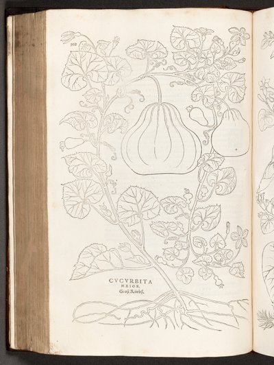 Gourde, illustration de De historia stirpium commentarii insignes par Leonhart Fuchs, 1542 - Heinrich and Meyer, Albert Fullmaurer