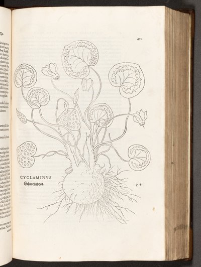 Cyclamen, illustration de De historia stirpium commentarii insignes par Leonhart Fuchs, 1542 - Heinrich and Meyer, Albert Fullmaurer
