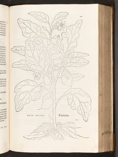 Aubergine, illustration de De historia stirpium commentarii insignes par Leonhart Fuchs, 1542 - Heinrich and Meyer, Albert Fullmaurer