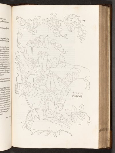 Pois, illustration de De historia stirpium commentarii insignes par Leonhart Fuchs, 1542 - Heinrich and Meyer, Albert Fullmaurer