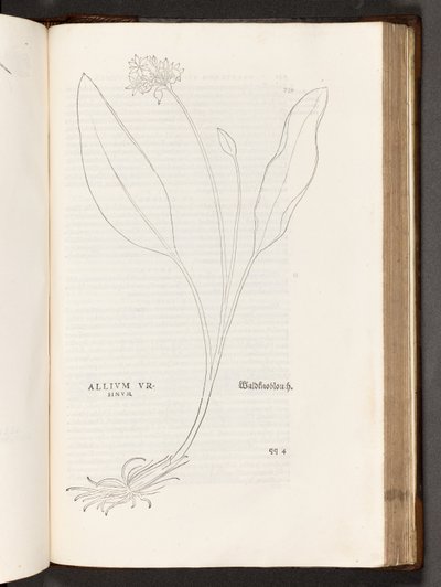 Allium, illustration de De historia stirpium commentarii insignes par Leonhart Fuchs, 1542 - Heinrich and Meyer, Albert Fullmaurer