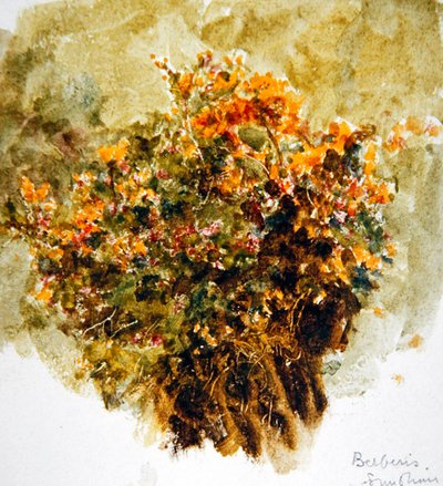 Berberis, Soleil - Helen Allingham