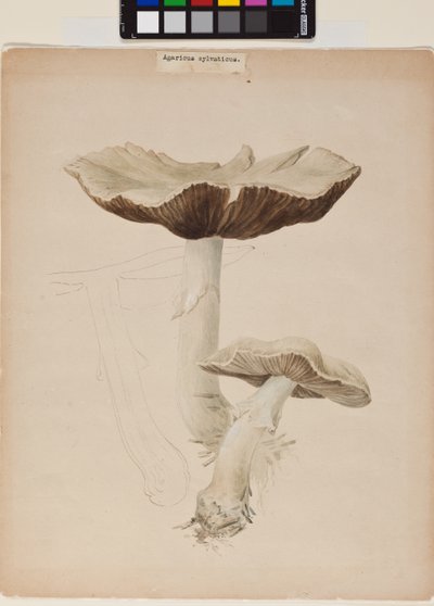 Agaricus augustus - Helen Beatrix Potter