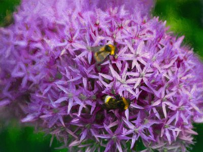 Abeilles dans les alliums, 2018 - Helen White