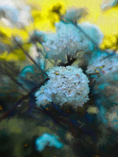 Floraison de mai, 2019 - Helen White
