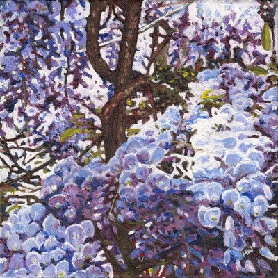 Glycine Bleue - Helen White