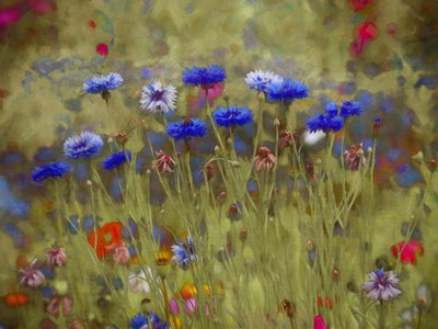 Bleuet, 2020 - Helen White