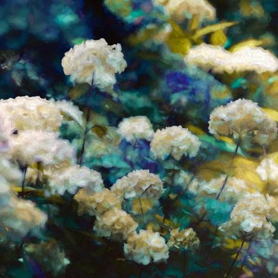 Hortensias célestes - Helen White