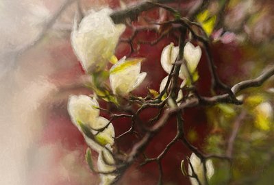 Magnolia, 2018 - Helen White