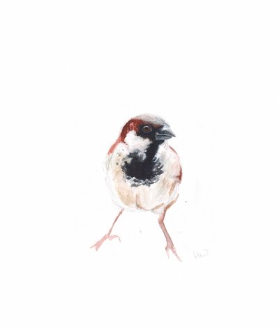 Moineau mâle I, 2022 - Helen White