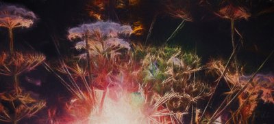 Haie radieuse, 2018 - Helen White