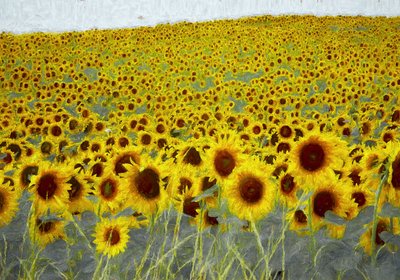 Champ de tournesols, 2019 - Helen White